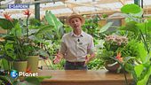 E-Garden: l'uccello del paradiso