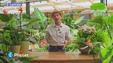 E-Garden: l'uccello del paradiso