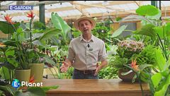 E-Garden: l'uccello del paradiso