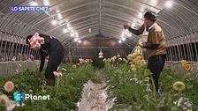 Lo sapete che: in Giappone per il caldo il lavoro diventa notturno