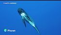 Pianeta Animale: cetacei