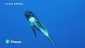 Pianeta Animale: cetacei
