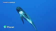 Pianeta Animale: cetacei