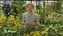 E-Garden: echinacea