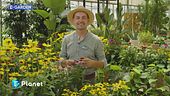 E-Garden: echinacea