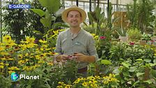 E-Garden: echinacea