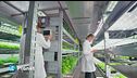 Il futuro dell'agricoltura è verticale