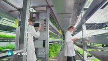 Il futuro dell'agricoltura è verticale