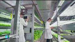 Il futuro dell'agricoltura è verticale