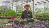 E-Garden: astri settembrini