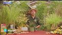 E-Garden: le graminacee ornamentali