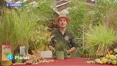 E-Garden: le graminacee ornamentali