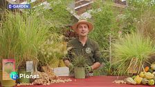 E-Garden: le graminacee ornamentali