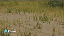 El Niño, un amplificatore economico