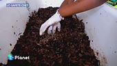 Lo sapete che: un allevamento particolare in Congo