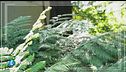 L'orto botanico di Brera