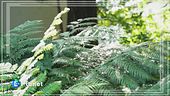 L'orto botanico di Brera