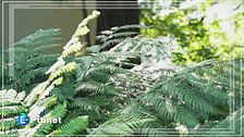 L'orto botanico di Brera