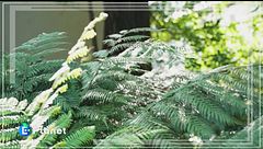 L'orto botanico di Brera