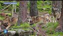 Pianeta Animale: il lupo