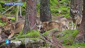 Pianeta Animale: il lupo