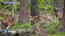Pianeta Animale: il lupo