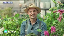 E-Garden: messa a dimora dei bulbi