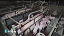 Gabbie Vuote: la campagna di Essere Animali