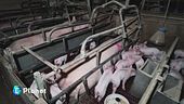 Gabbie Vuote: la campagna di Essere Animali