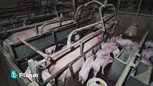 Gabbie Vuote: la campagna di Essere Animali