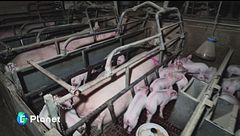 Gabbie Vuote: la campagna di Essere Animali