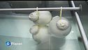Caciocavallo in Irpinia, tra sfide e tradizione