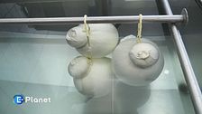 Caciocavallo in Irpinia, tra sfide e tradizione