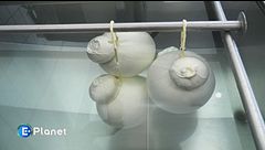Caciocavallo in Irpinia, tra sfide e tradizione