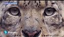 Pianeta Animale: leopardo delle nevi