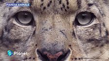 Pianeta Animale: leopardo delle nevi