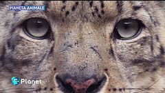Pianeta Animale: leopardo delle nevi