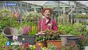 E-Garden: vasi per l'autunno