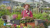 E-Garden: vasi per l'autunno