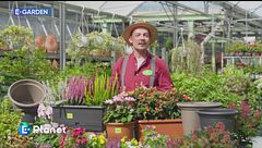 E-Garden: vasi per l'autunno