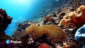 Cop17, agire per la natura