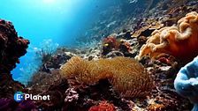 Cop17, agire per la natura
