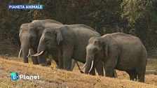 Pianeta Animale: gli elefanti