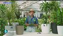E-Garden: Dracaena