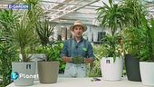 E-Garden: Dracaena