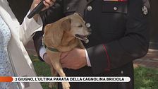 2 giugno: l'ultima parata della cagnolina Briciola