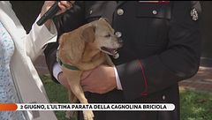 2 giugno: l'ultima parata della cagnolina Briciola