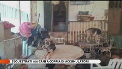 Coppia accumulatori: sequestrati 100 cani