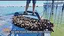 Mare sempre più caldo, muoiono vongole e cozze: è emergenza