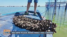 Mare sempre più caldo, muoiono vongole e cozze: è emergenza
